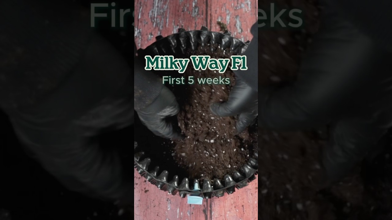 Royal Queen Seeds&rsquo; Milky Way F1 [First Weeks 🌱]