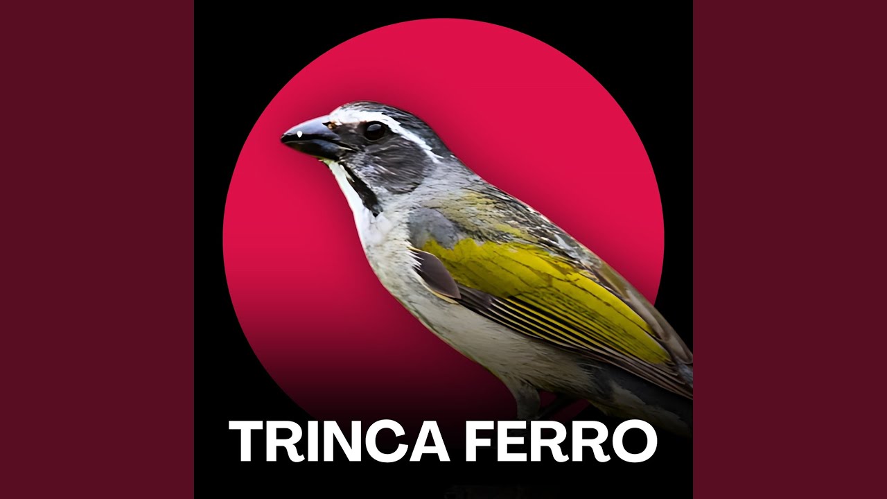 Trinca Ferro Canto R&aacute;pido para Esquentar Fibra