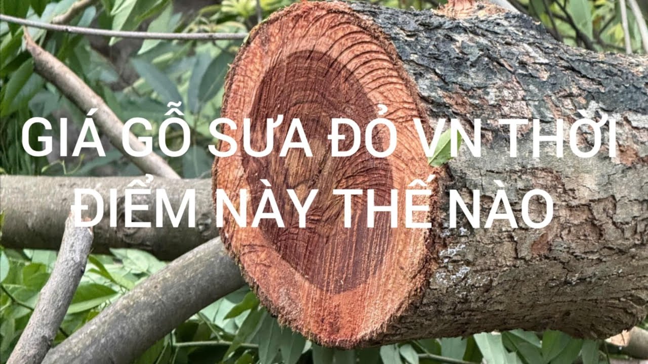 GI&Aacute; GỖ SƯA ĐỎ VN THỜI ĐIỂM N&Agrave;Y THẾ N&Agrave;O , qu&aacute; sốc