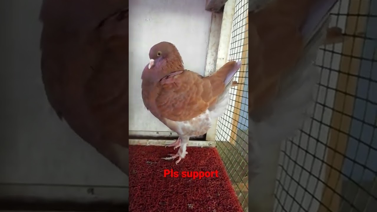 ashred modena#modena#mudheena#pigeon#kerala#malayalam#prave#videos