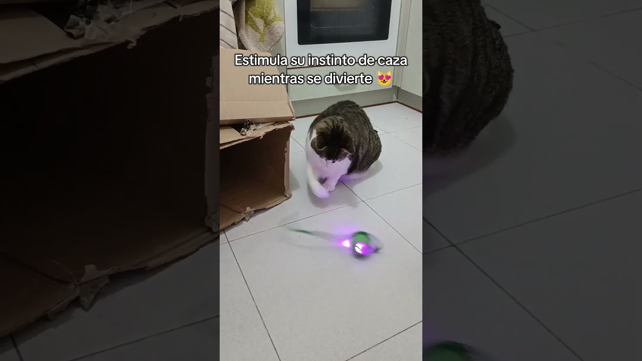 Pelota interactiva para gatos, estimula su instinto de caza con esta bola de juguete