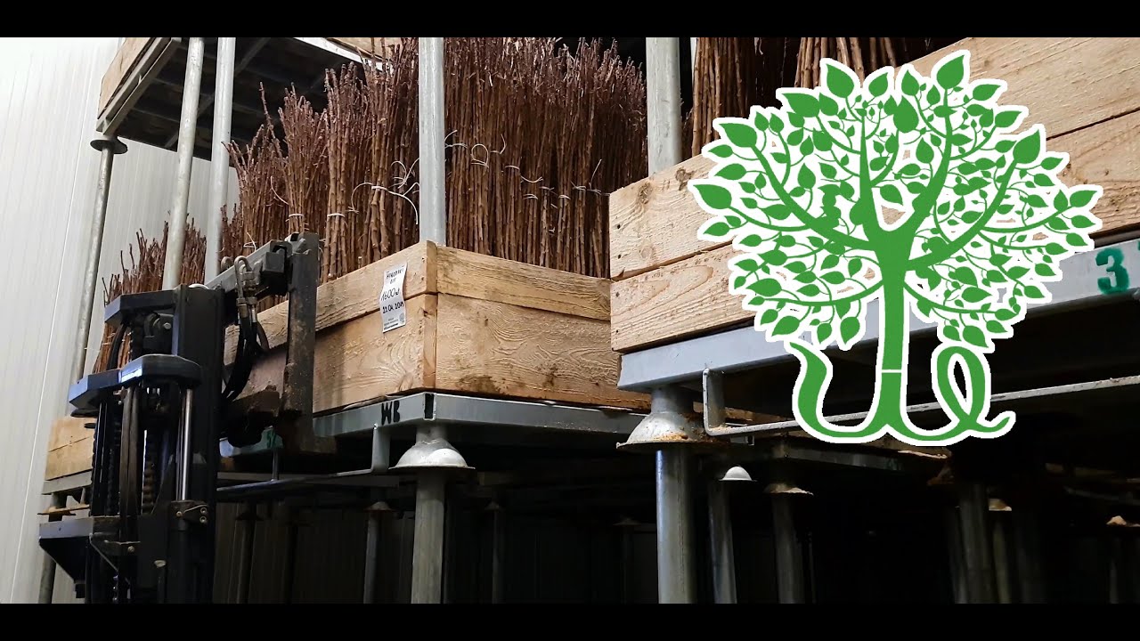 Formy pienne - Szczepienie krzewów owocowych w szkółce.[2019]