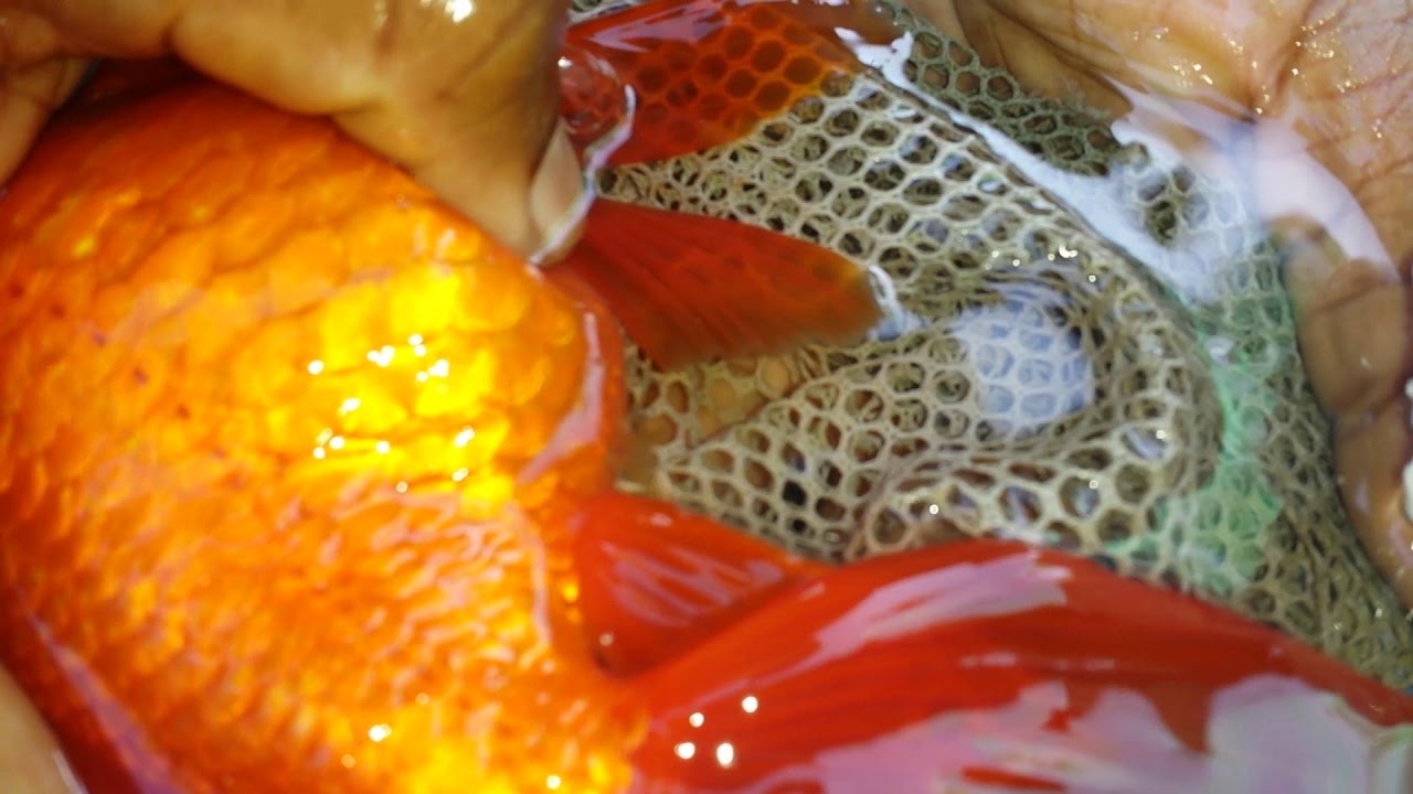 desove de goldfish manual o cortejo