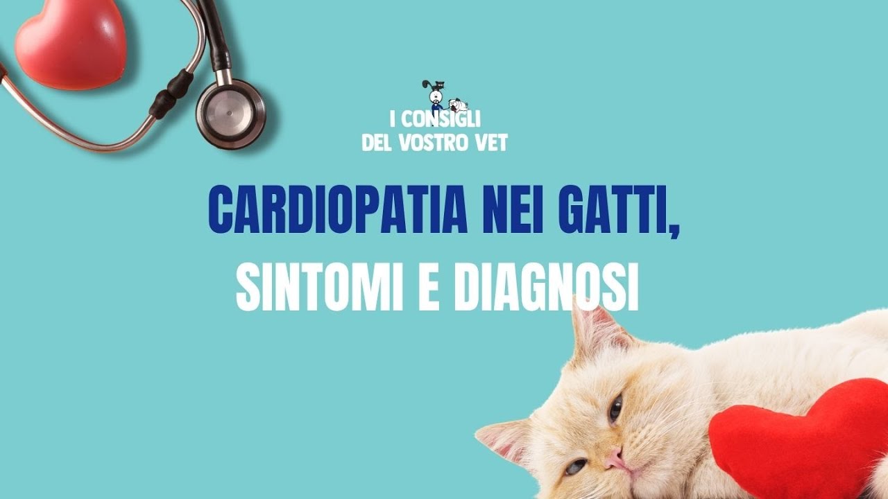 128 - Il cuore del tuo gatto è davvero sano? Come capirlo in tempo