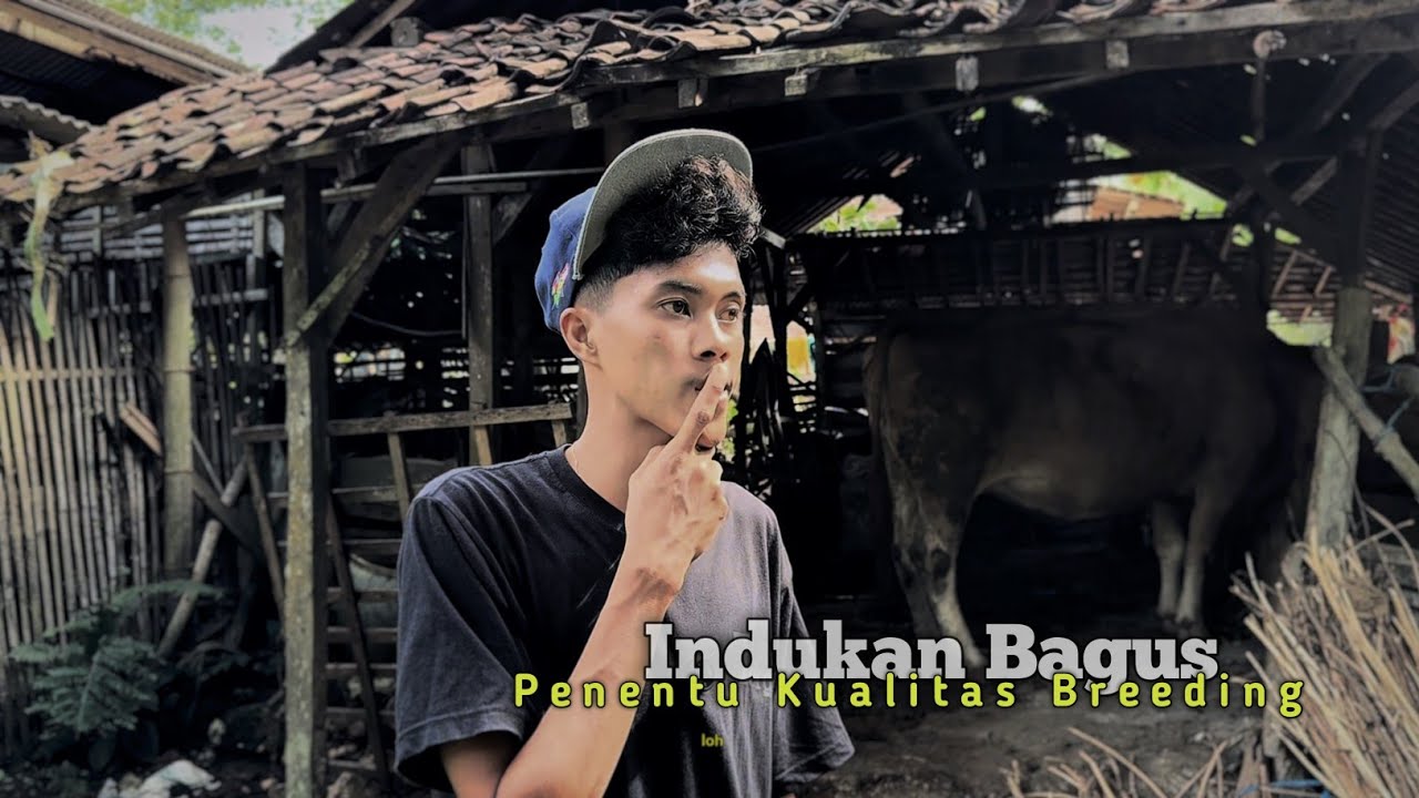 Sudah Tua..! Tapi pintar memilih indukan #kbbm 