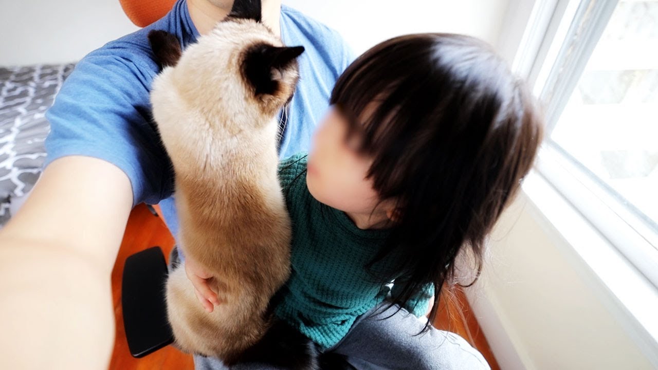 【しゃべる猫】久しぶりの再会で父親の膝の上に一緒に乗りたがる子供と猫【しおちゃん】