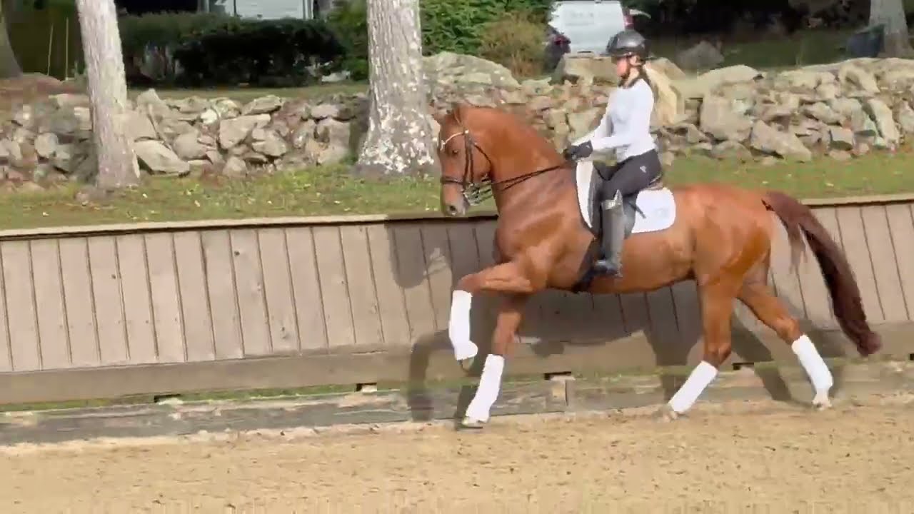 Finchhatton - Dressage horse for sale