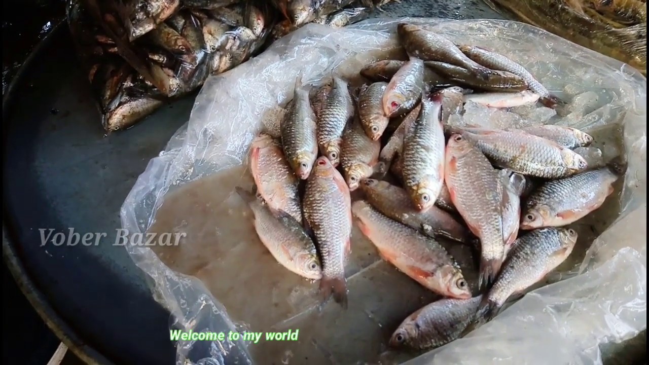 Biggest Fish Market In Dhaka City | Huge Fresh Fish Available in Market | Fish Market-32 | VB