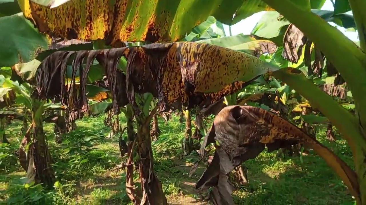 সাগর কলা বাগানে থুর বের হচ্ছে 🌱🌱