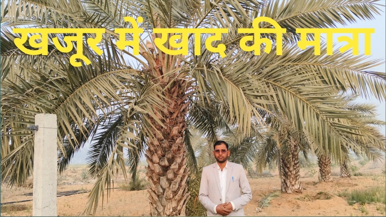 खजूर में खाद की सही मात्रा की जानकारी 