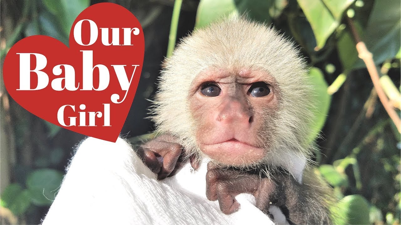 Adopting a Baby Monkey!