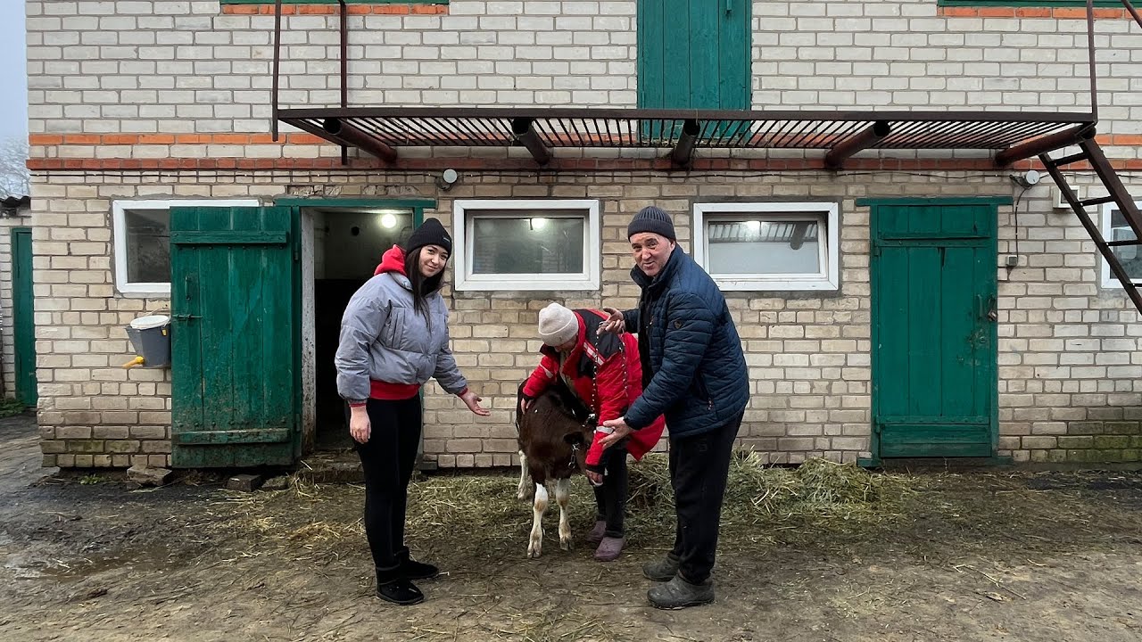Все буде Україна! Маленька ферма зранку — сім’я працює, сусіди відпочивають...