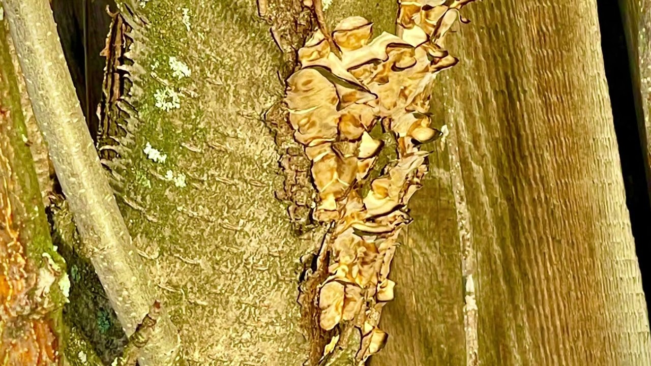 Прогулка за город в лес искать следы невиданных зверей и птиц 🙃😉🌲