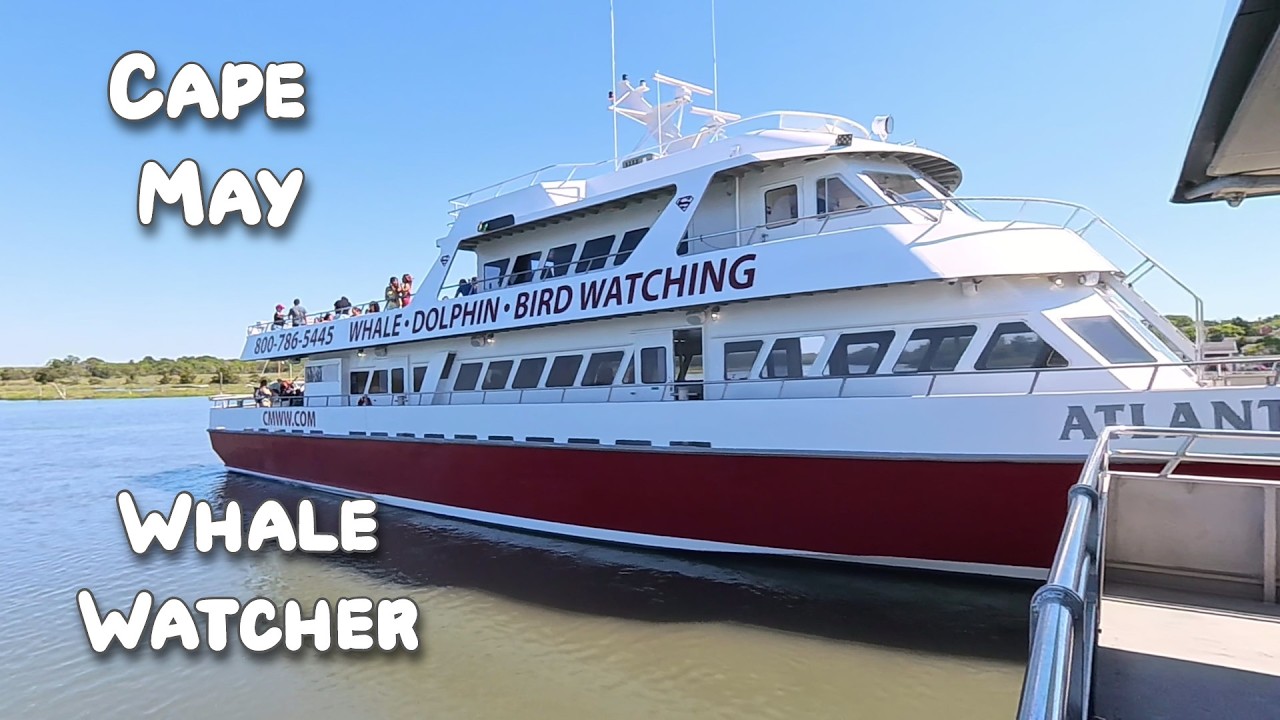 Cape May Whale Watcher - Dolphins, Bald Eagle, Pelicans, Ospreys