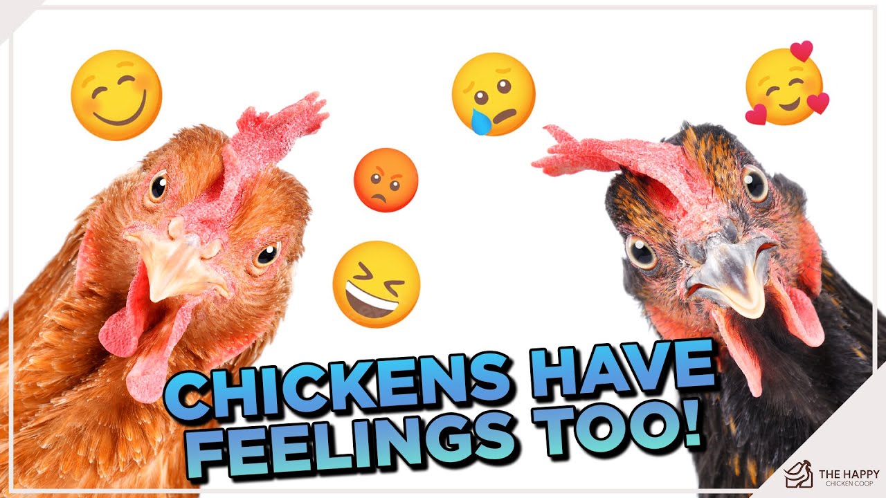 Chickens Have Feelings Too: The Emotional World of Poultry
