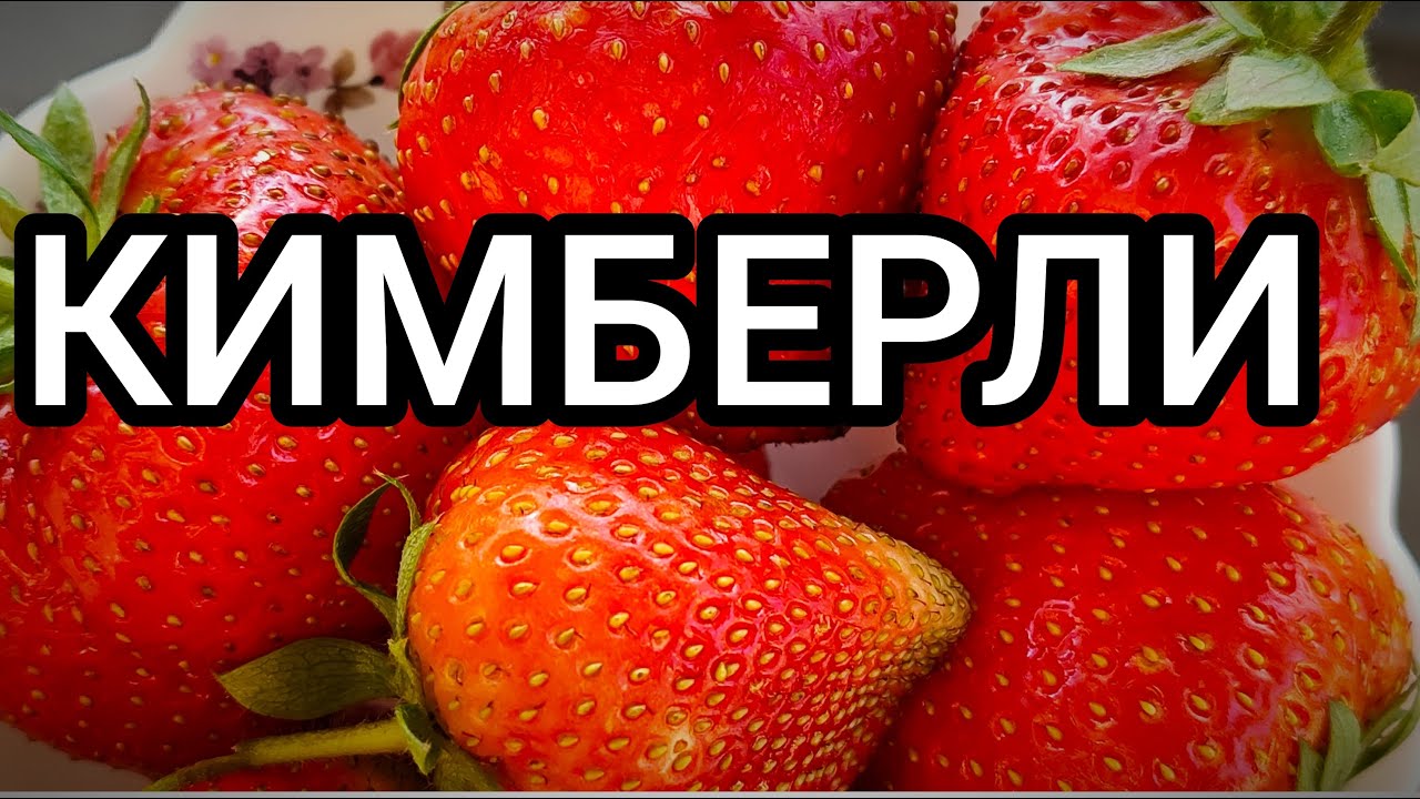 КИМБЕРЛИ клубника. Характеристика, наблюдения, отзыв.  Краснодарский край 2025.