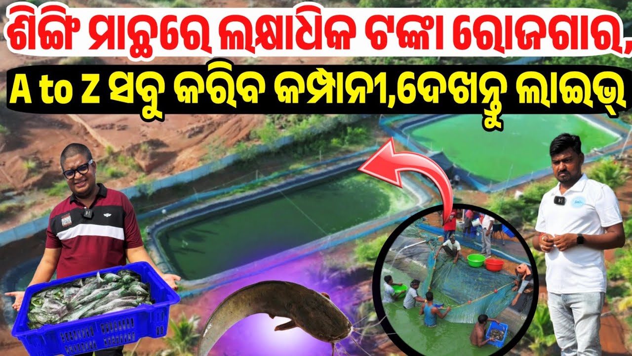 First Time YouTube Introducing Live Singhi Fish Harvesting Pond Liner Project tons Odisha Fish Mitra
