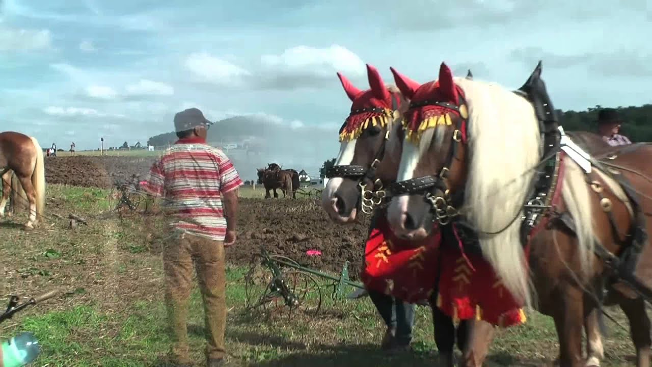 PferdeStark 2015, Schloss Wendlinghausen: Landwirtschaftliche Vorführungen