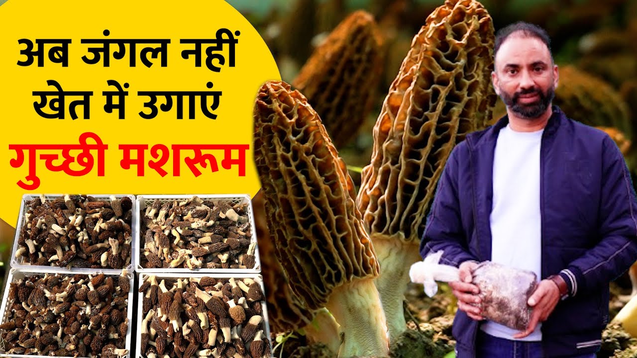 GUCCHI MUSHROOM: ₹30,000/kg वाली खेती अब आपके खेत में, ICAR के वैज्ञानिक से जानिए पूरी तकनीक |