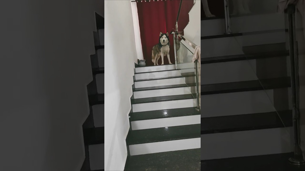 Never Forget 🐾🐕💕 #husky #ytshorts #dog #tesla #trend #trending #SimplyWithTesla #steps  #funny