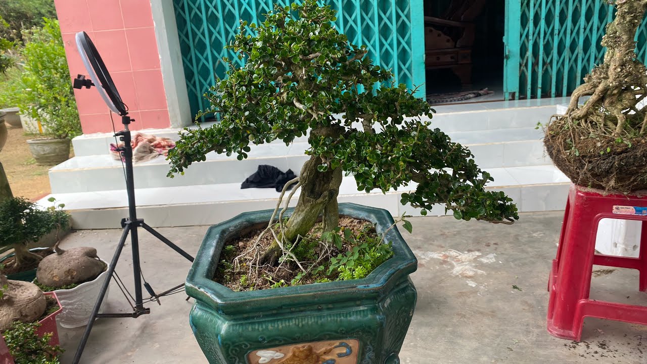 9/3 Gl ae ít mã cây cảnh bao ship toàn quốc #0852139168 