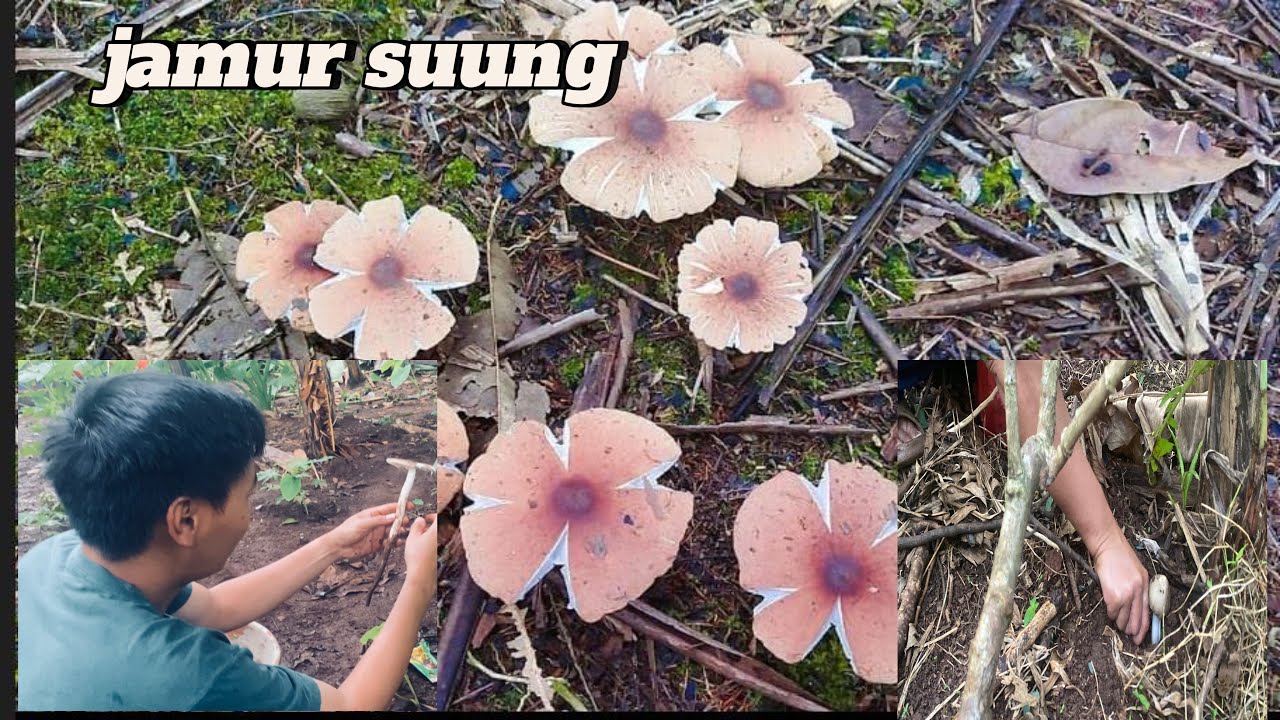 WOW!! Seperti Menemukan harta karun #jamurtrucuk #petualangan #jamurbulan #musimjamur 