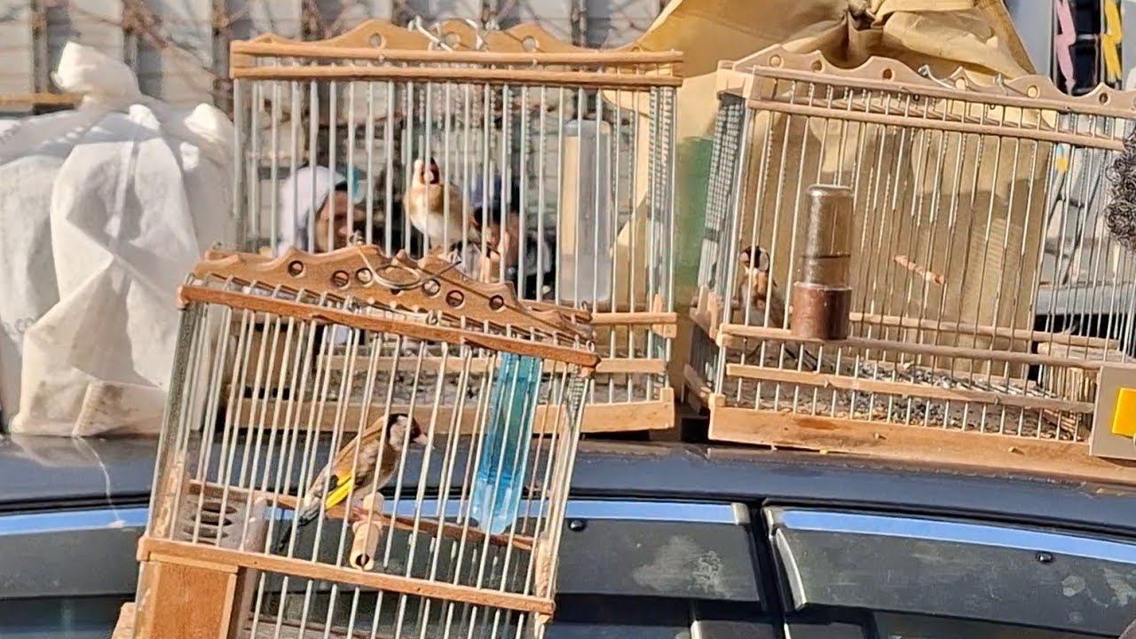 بث مباشر يوم الأحد 07/02/2026 نهاية فيديو في سوق القريعة تحياتي للجميع فرجة ممتعة
