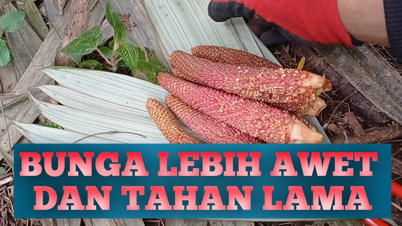 Cara Mengawetkan Bunga Salak Jantan