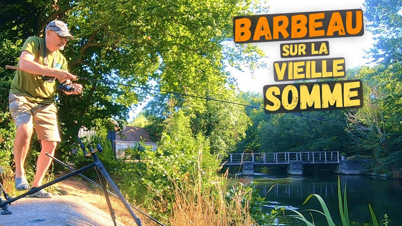 Ce spot pittoresque abrite un énorme Barbeau  |  Pêche sur la vieille Somme