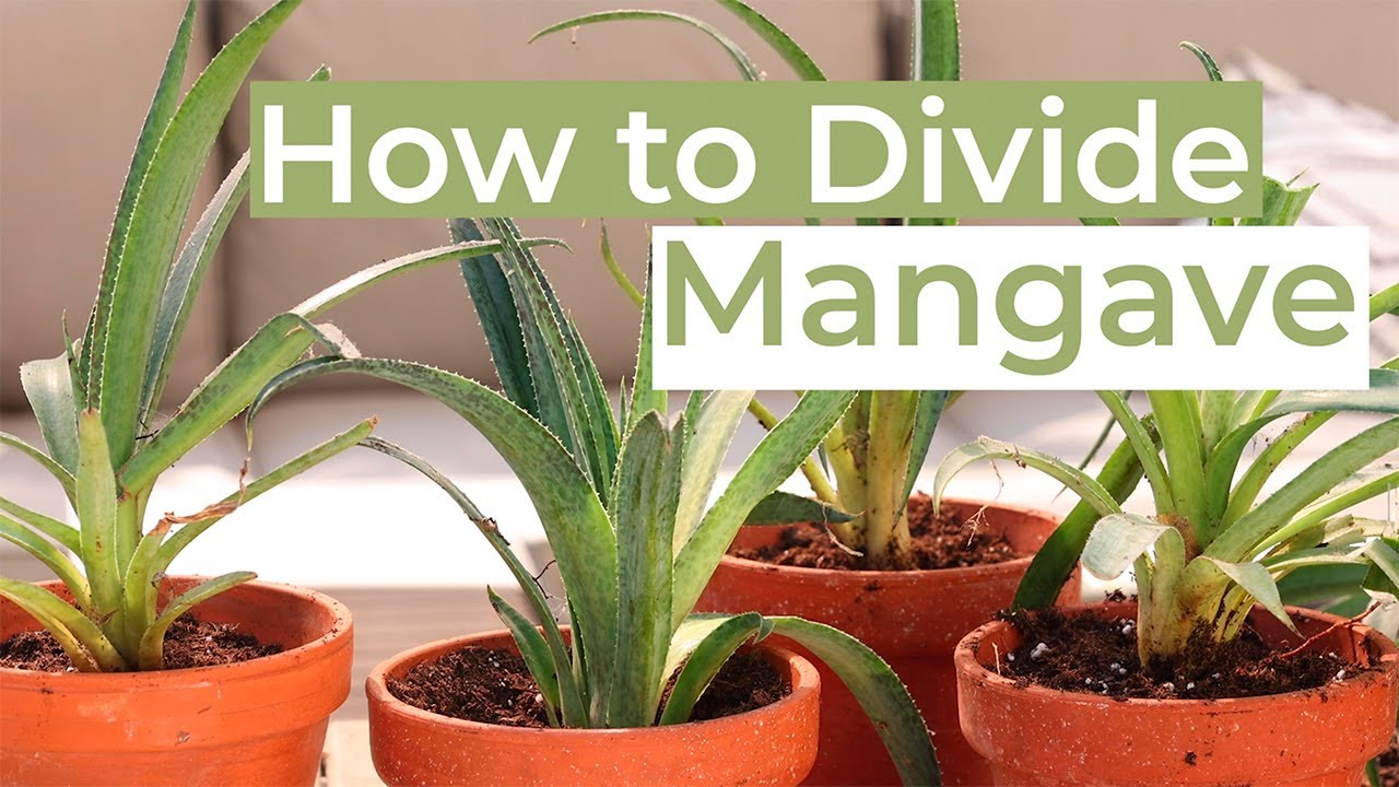 How to Divide Mangave
