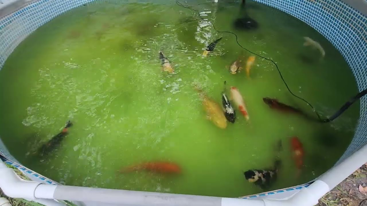 Update on Koi Pond!!