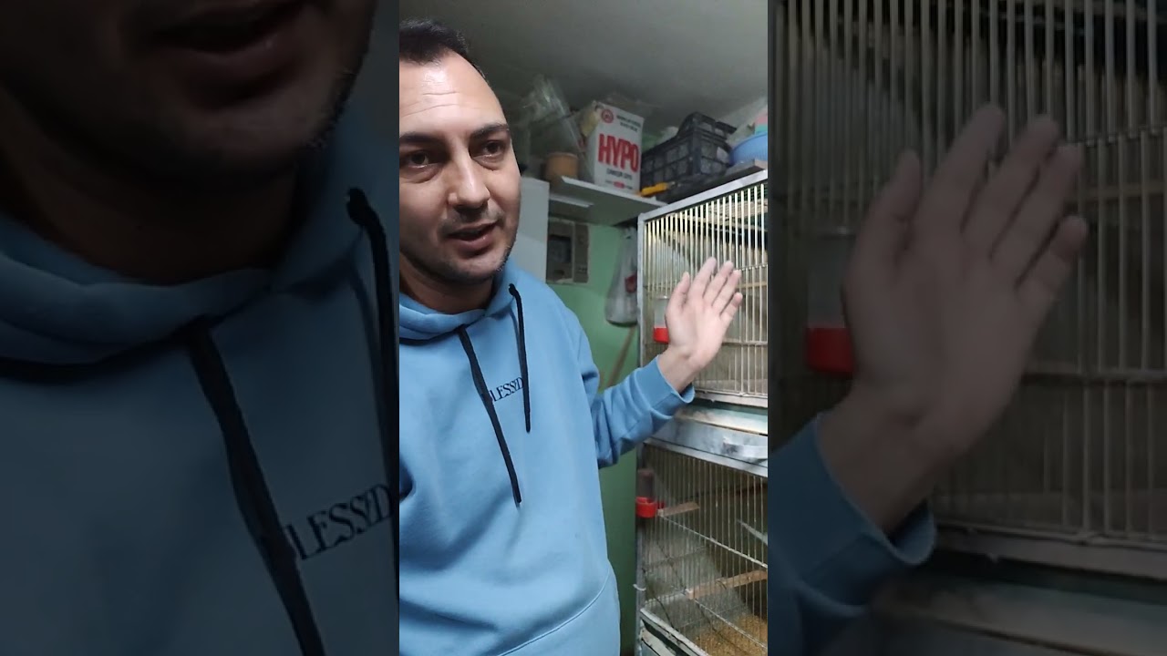 Muhabbet kuşu üretimi