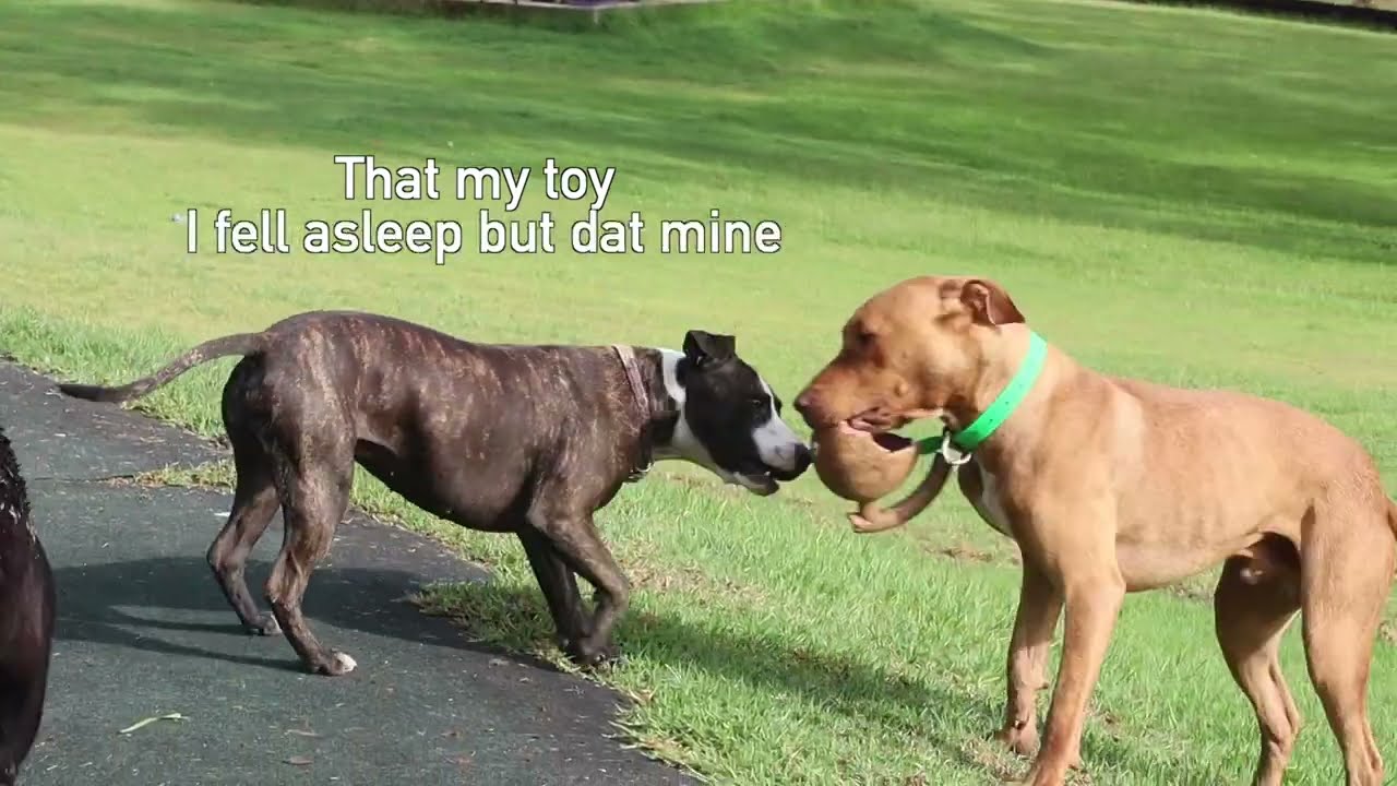 Staffy Sisters Play with Tank & Chopper
