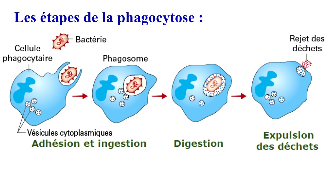 Immunité non spécifique naturelle
