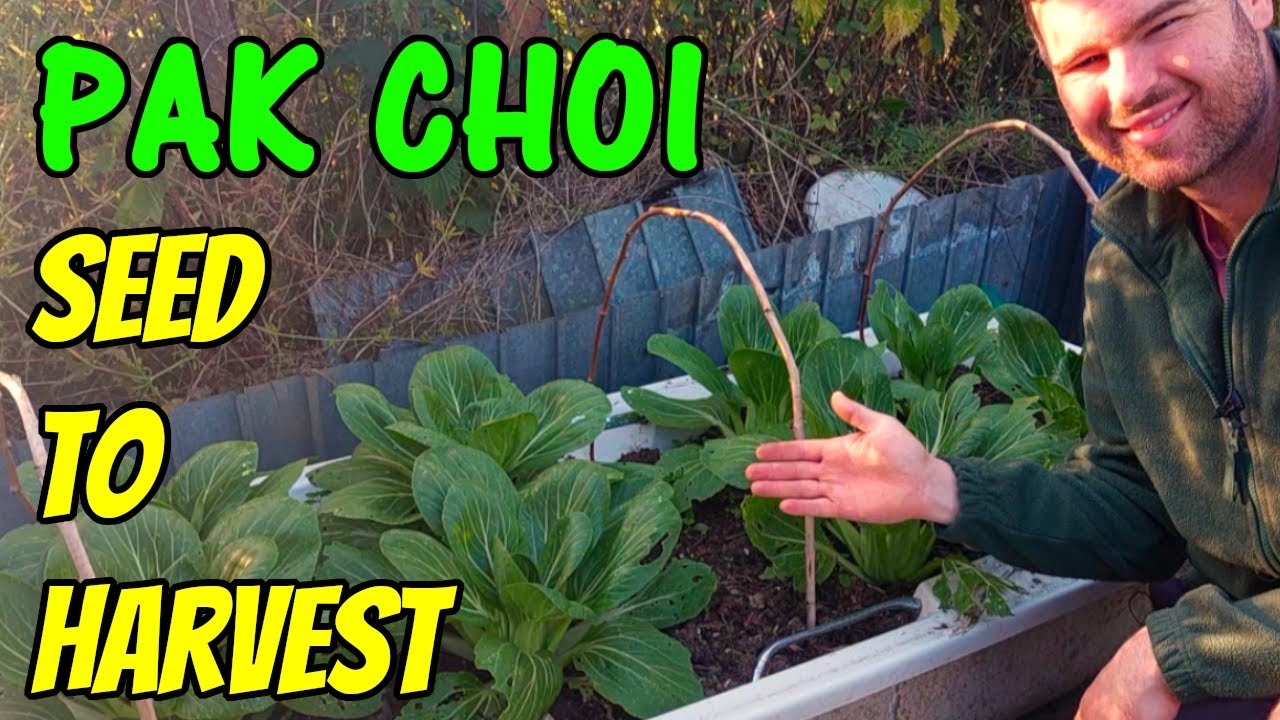 Growing Pak Choi (UK) | Bok Choy from Seed