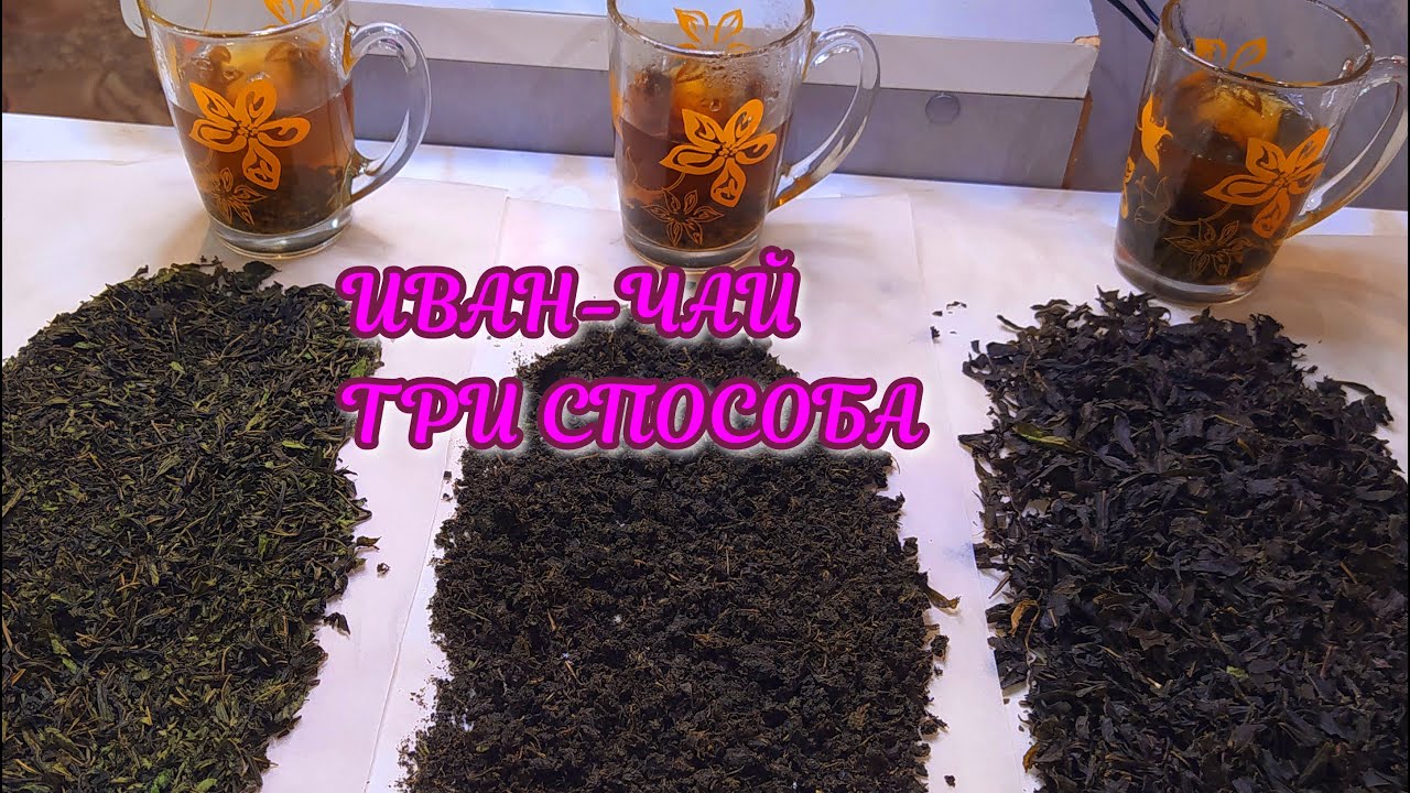 ТРИ СПОСОБА заготовки ИВАН-ЧАЯ! Какой лучше? Делаем чай своими руками!