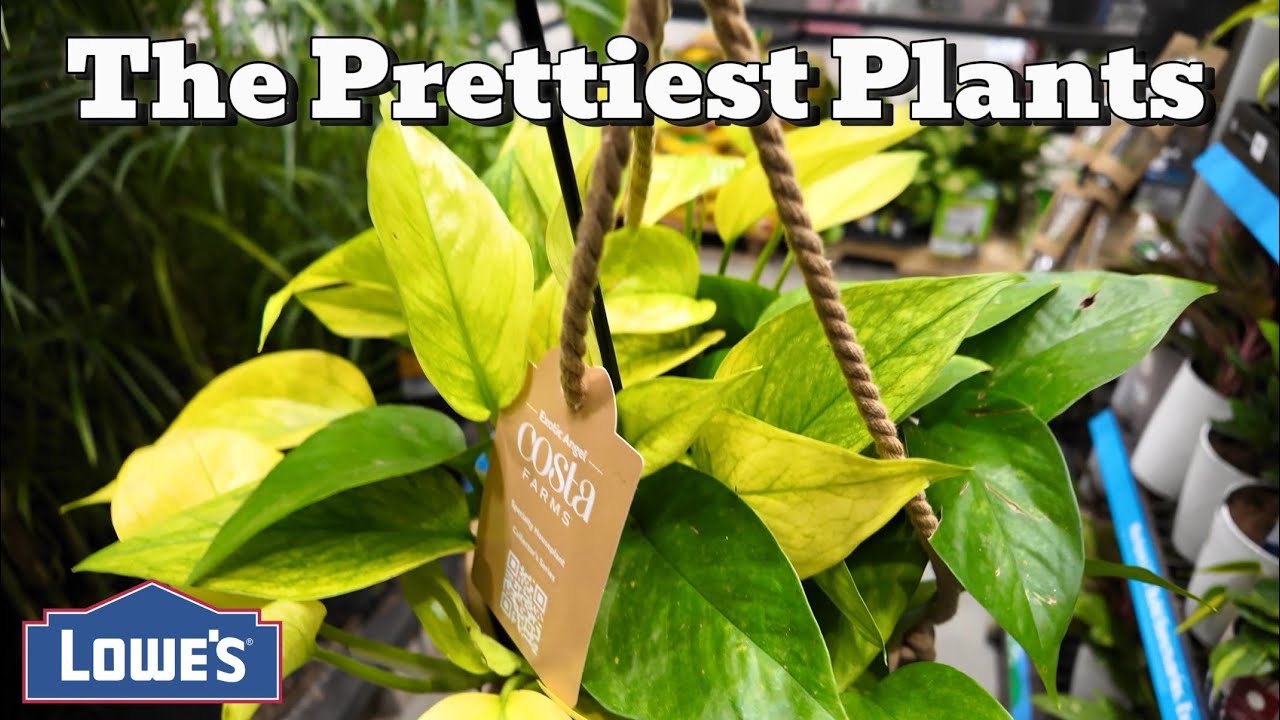 A Cozy Plant Shopping Trip (Valentine’s + Lunar New Year Finds)