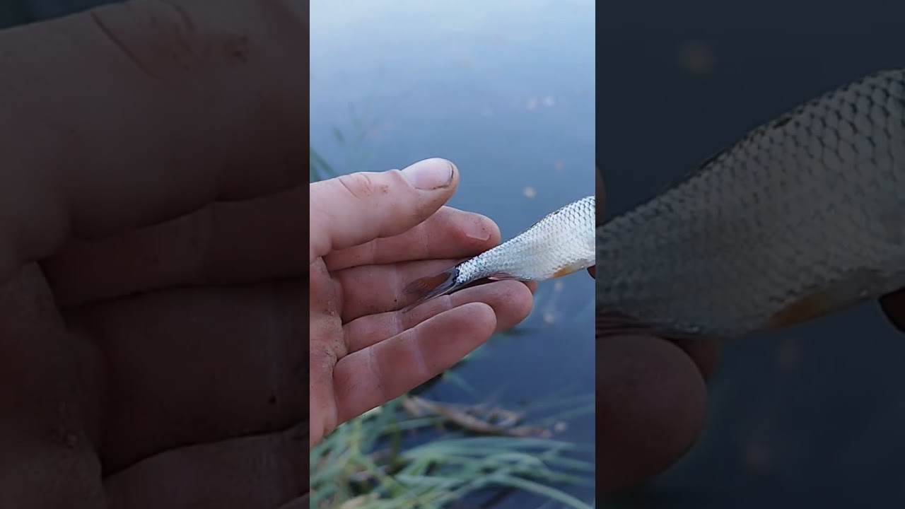 p&ecirc;che de gardons pour la p&ecirc;che aux vifs.