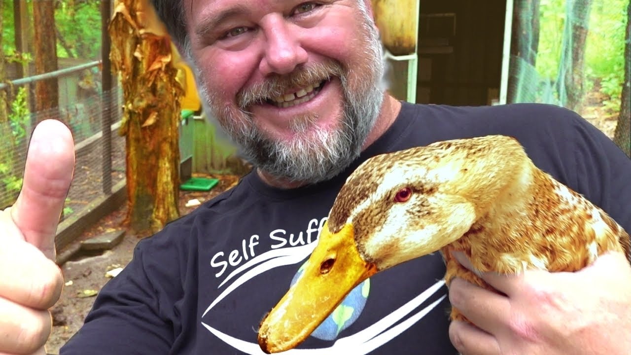 Could This Be the BEST Duck Breed I've EVER Owned?