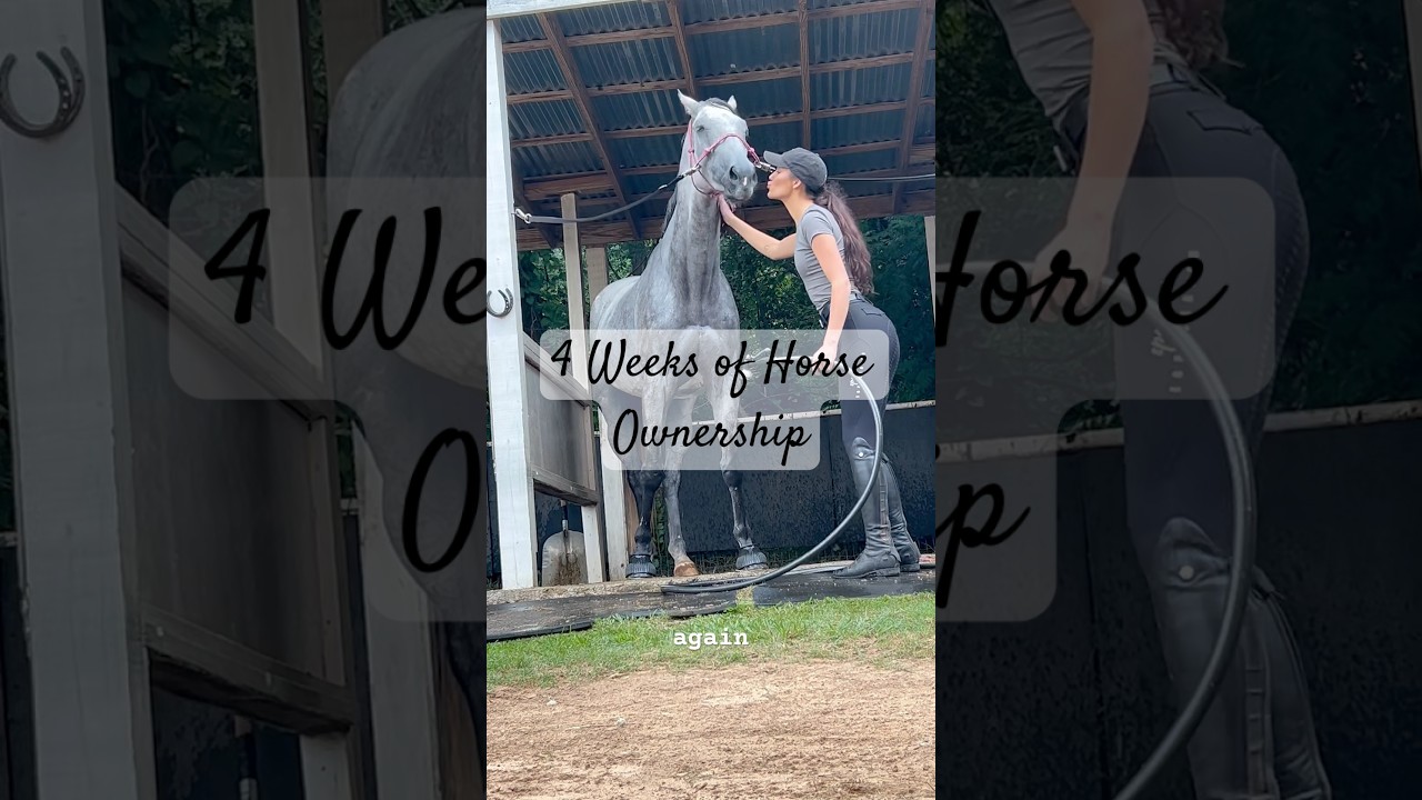 OTTB Progress Update || 4 Weeks of Horse Ownership