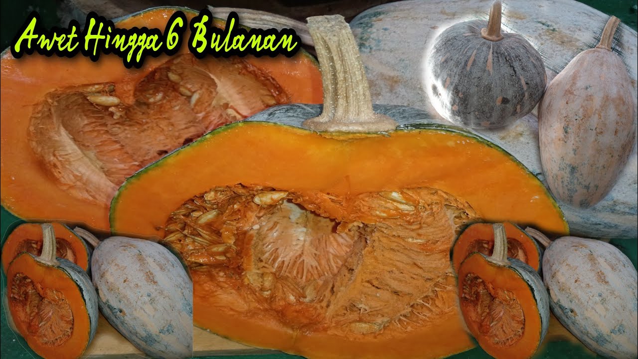 Cara Menyimpan Labu Kuning Agar Awet ⁉️Labu Kuning Tetap Segar, Manis & Lempur Walau Disimpan Lama‼️