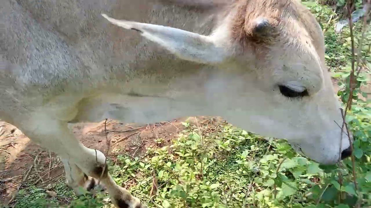 Indian Cow Life Style | Animal Life Style 🐂⚡