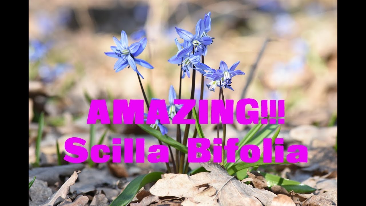 Scilla Bifolia or alpine squill or two-leaf squill - amazing blue forest near Kharkov, Ukraine