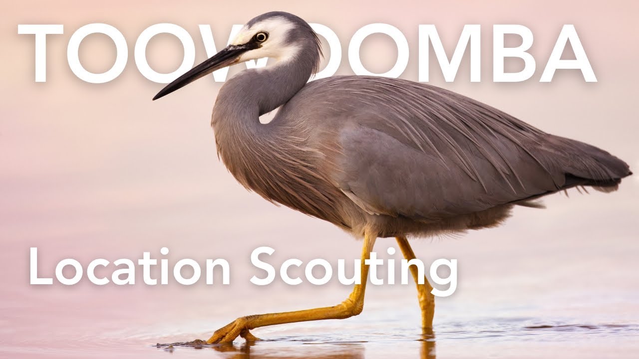Toowoomba Wildlife Photography Spots!