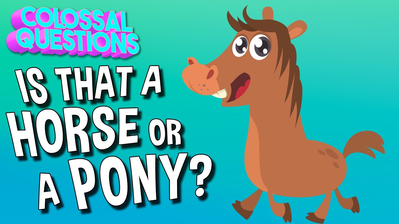 What’s The Difference Between Horses And Ponies? | Spirit Riding Free presents COLOSSAL QUESTIONS