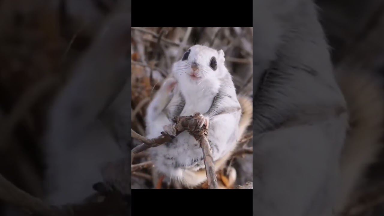 this will cure your depression #animals #cute #cure