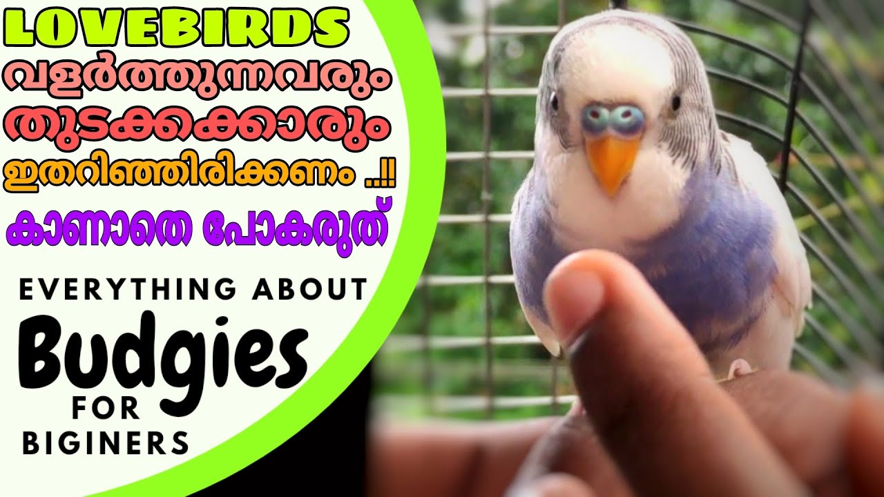 ഇത് കാണാതെ പോകരുത്!! തുടക്കക്കാരും ബ്രീഡർമാരും അറിഞ്ഞിരിക്കേണ്ടതെല്ലാം| All about Budgies||R&B Media