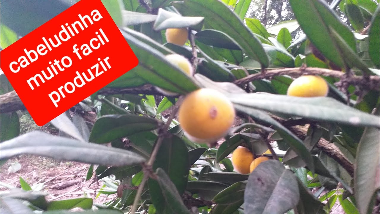Cabeludinha , fruta nativa super sabororosa,  veja como produzir bem.