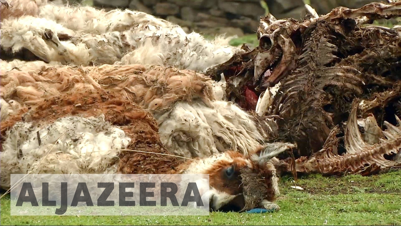 Extreme weather hits Peru's alpacas