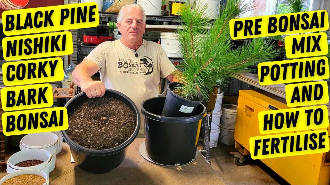 Japanese Black Pine Pre Bonsai Potting with feriliser